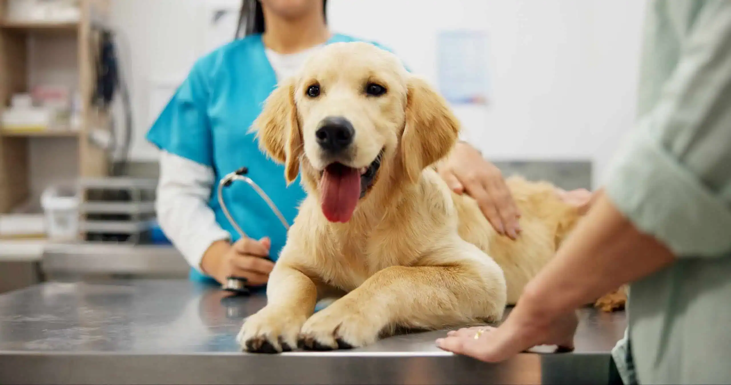 Pet Health Insurance Texas