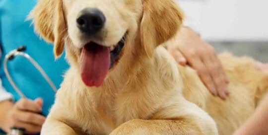 Pet Health Insurance Texas